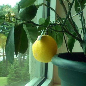 How to grow a lemon from a seed at home: planting, care, nuances and mistakes