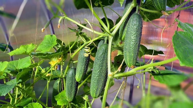 Various methods and schemes for the formation of cucumbers in the open field: instructions for beginners