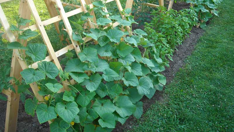 The best Dutch cucumber varieties for greenhouses and open ground