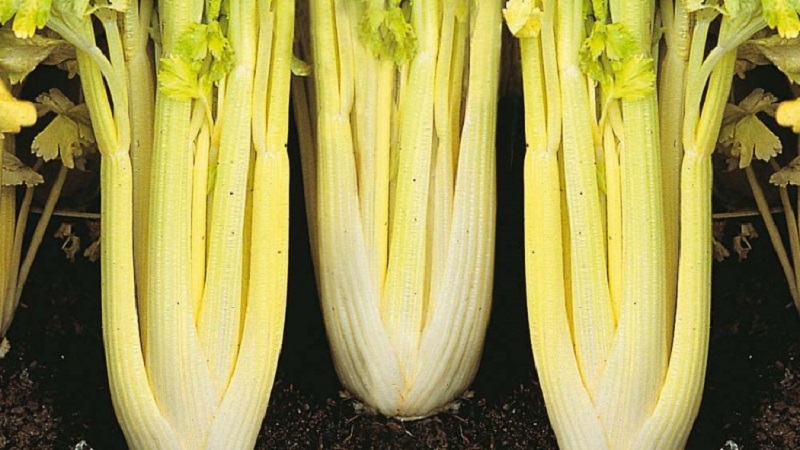 The best varieties of stalked celery: Pascal, Atlant, Utah and others