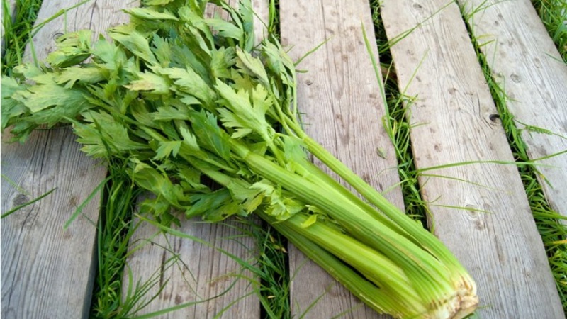 The best varieties of stalked celery: Pascal, Atlant, Utah and others