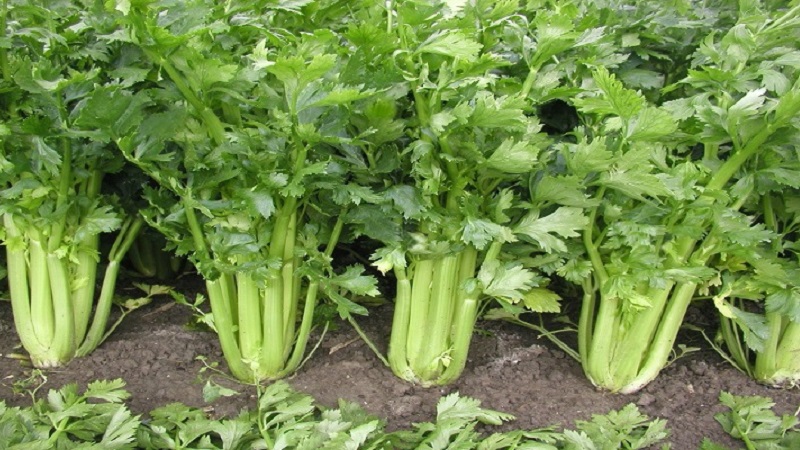 Celery stalk - how to eat it right