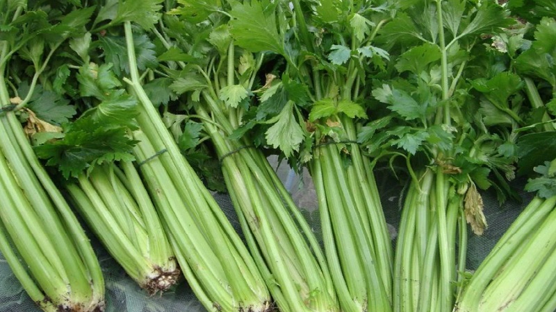 The best varieties of stalked celery: Pascal, Atlant, Utah and others