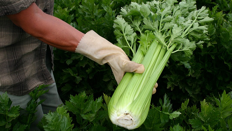 Growing and caring for celery outdoors