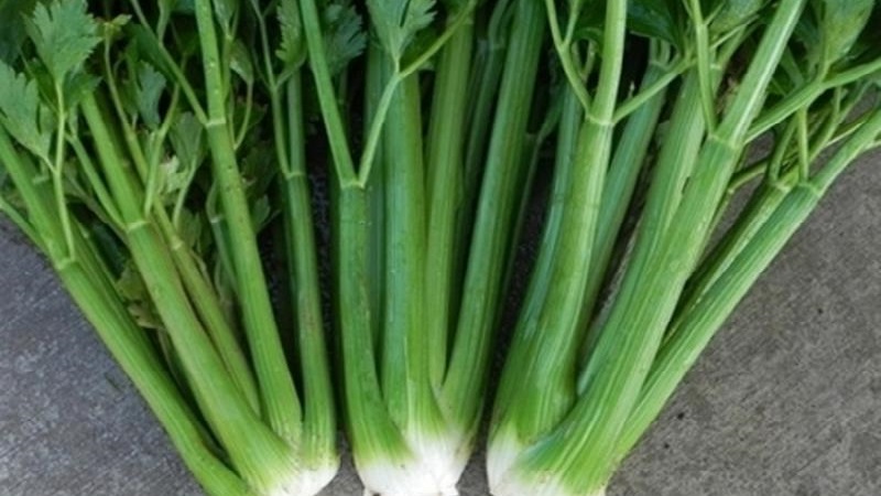 The best varieties of stalked celery: Pascal, Atlant, Utah and others