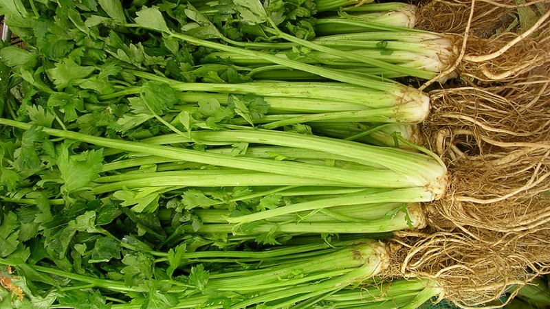 The best varieties of stalked celery: Pascal, Atlant, Utah and others