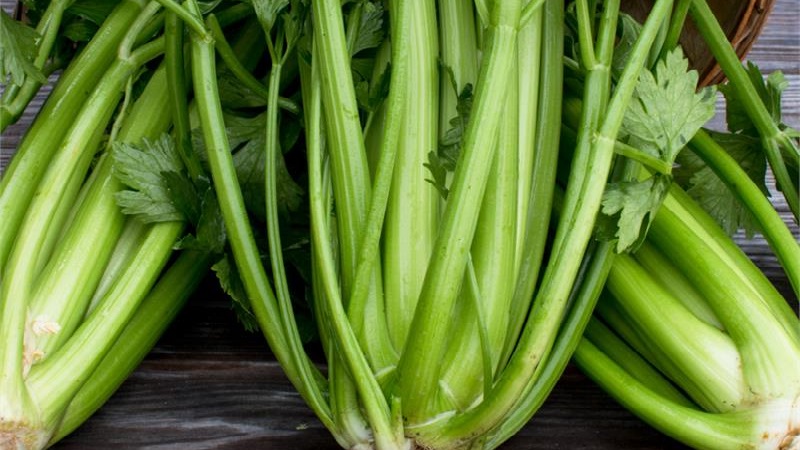 The best varieties of stalked celery: Pascal, Atlant, Utah and others