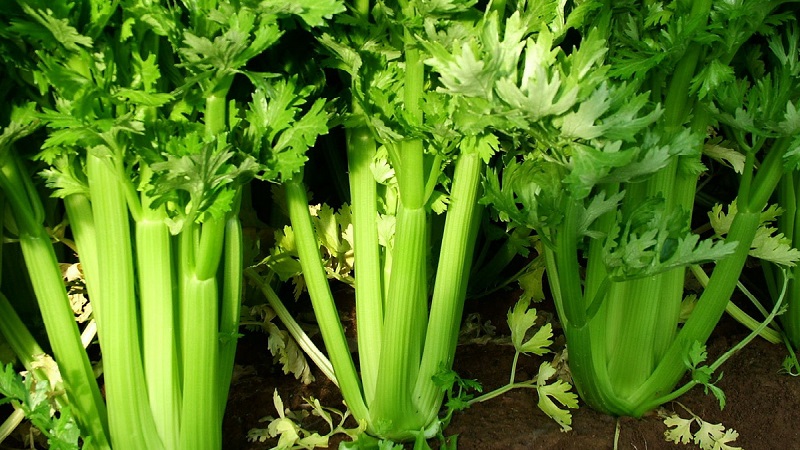The best varieties of stalked celery: Pascal, Atlant, Utah and others