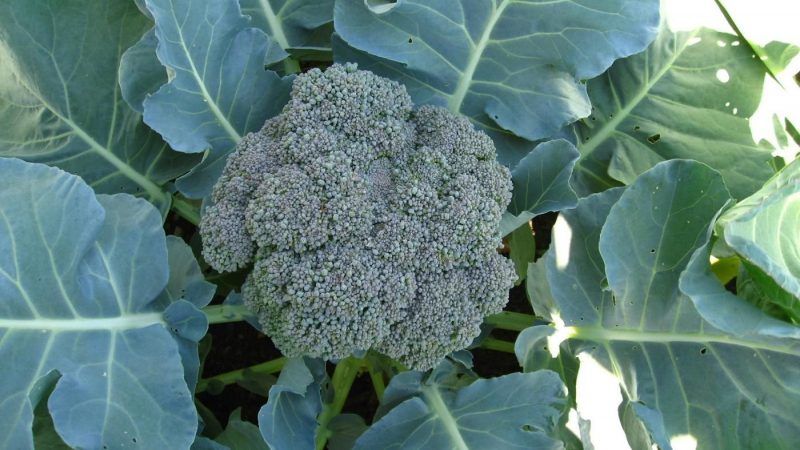 The best varieties and hybrids of broccoli cabbage for Siberia and features of their cultivation