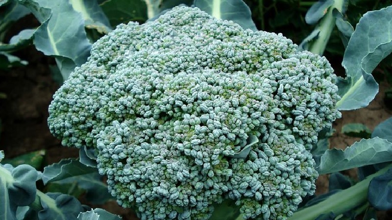 The best varieties and hybrids of broccoli cabbage for Siberia and features of their cultivation