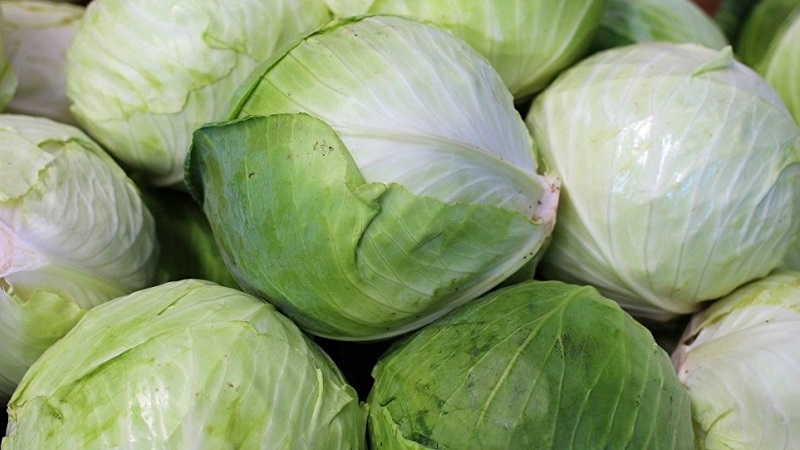 A selection of the best varieties of cabbage for pickling and storage for the winter