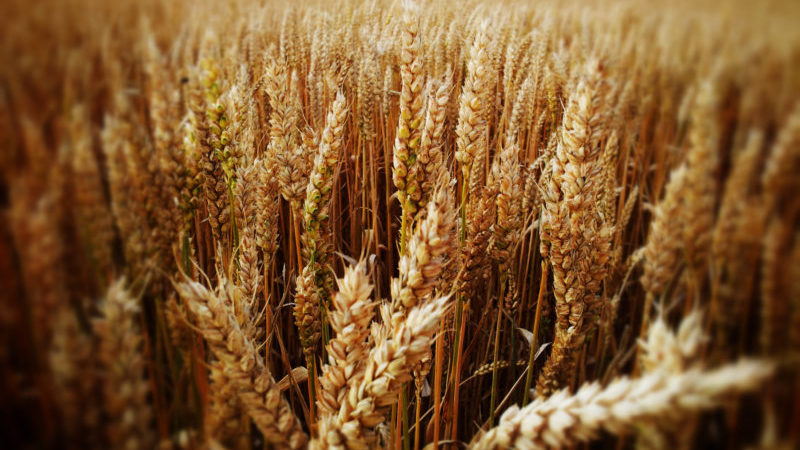 The best varieties of spring wheat: characteristics of Uralosibirskaya, Darya, Omskaya and others