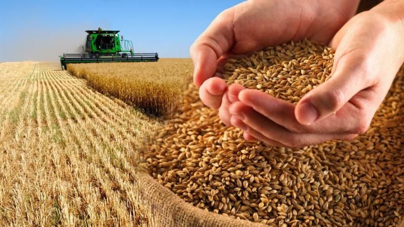 The best varieties of spring wheat: characteristics of Uralosibirskaya, Darya, Omskaya and others
