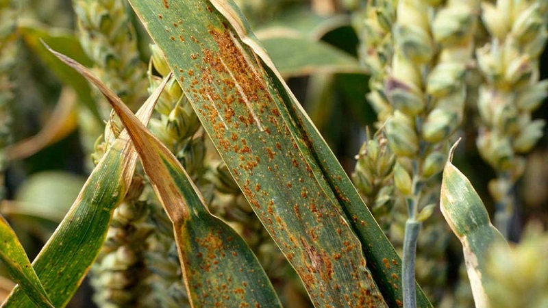 The best varieties of spring wheat: characteristics of Uralosibirskaya, Darya, Omskaya and others