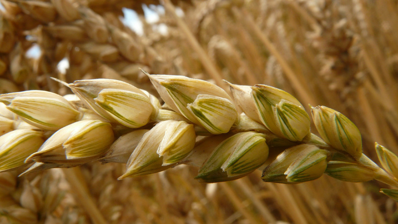The best varieties of spring wheat: characteristics of Uralosibirskaya, Darya, Omskaya and others