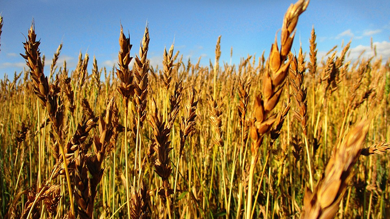 Everything about growing spring wheat: cultivation technology from sowing to harvesting