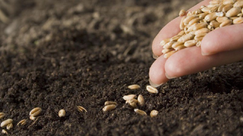 Everything about growing spring wheat: cultivation technology from sowing to harvesting