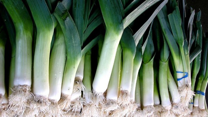 When to harvest leeks and how to store them