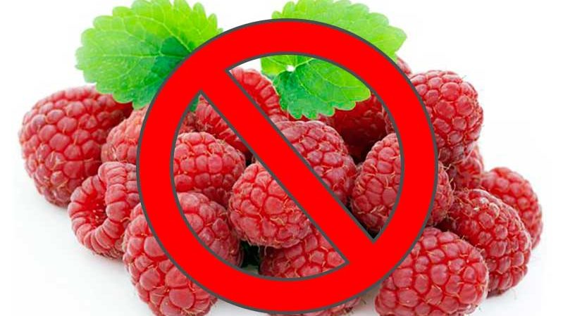 Raspberries: beneficial properties of berries and possible harm