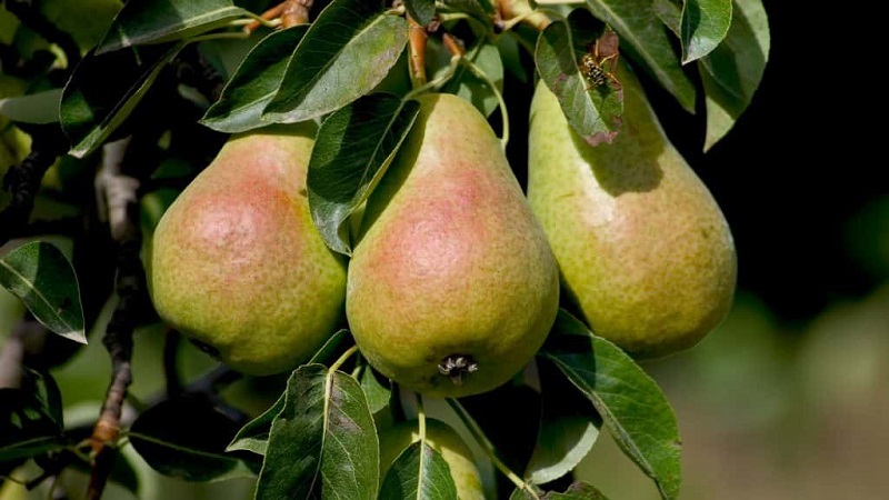 The best summer varieties of pears: description and characteristics