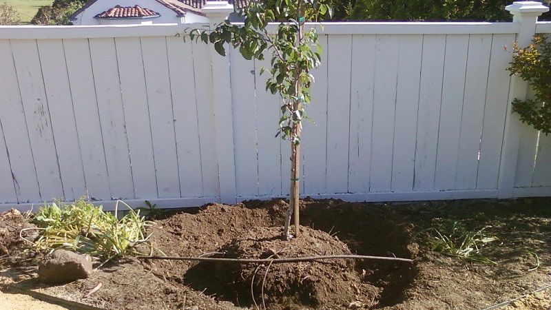 Frost-resistant high-yielding pear variety Cathedral