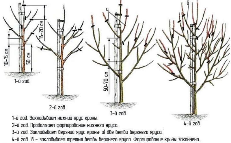 Frost-resistant high-yielding pear variety Cathedral