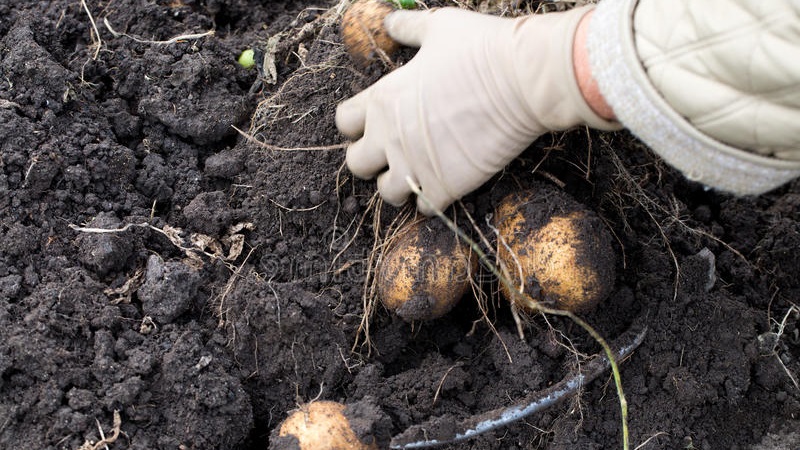 Is it possible to eat soft potatoes and why does it wither in the ground
