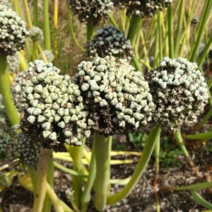 Recommendations of experienced gardeners: is it possible to sow black onions before winter and when to do it