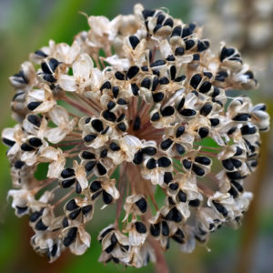 Recommendations of experienced gardeners: is it possible to sow black onions before winter and when to do it