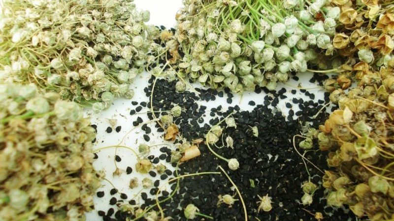 Recommendations of experienced gardeners: is it possible to sow black onions before winter and when to do it