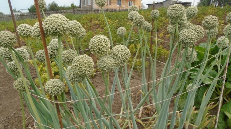 Recommendations of experienced gardeners: is it possible to sow black onions before winter and when to do it