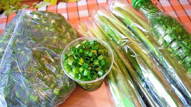 We prepare greens for the winter: is it possible to freeze green onions and how to do it correctly