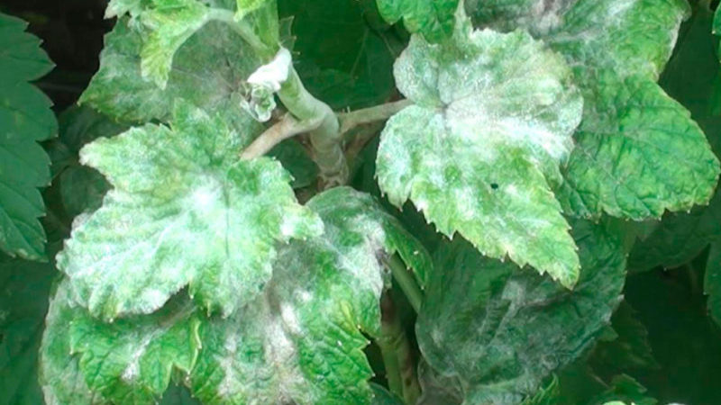 The most effective folk remedies for powdery mildew on currants