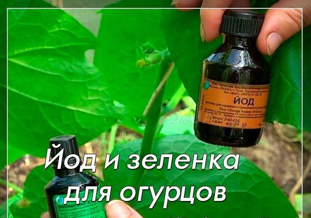 Why do brown spots appear on cucumber leaves and what to do to get rid of them