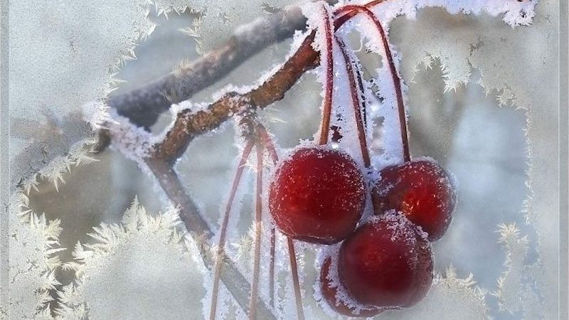 Review of the best winter-hardy sweet cherry varieties and criteria for their selection