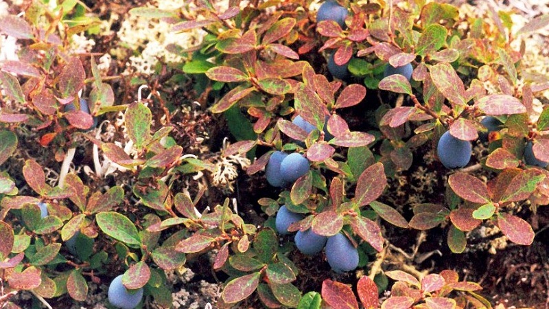 Description and treatment of honeysuckle diseases and pest control