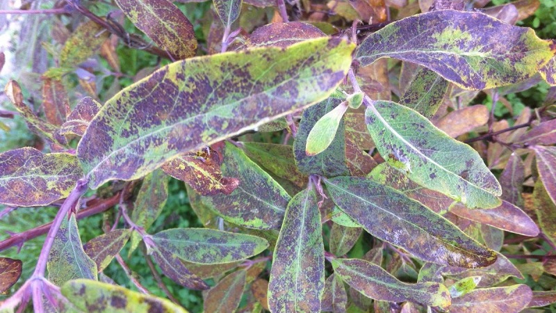 Description and treatment of honeysuckle diseases and pest control