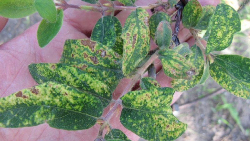 Description and treatment of honeysuckle diseases and pest control