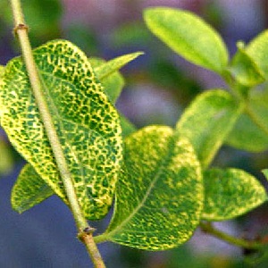 Description and treatment of honeysuckle diseases and pest control