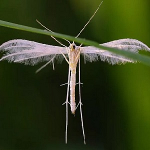Description and treatment of honeysuckle diseases and pest control
