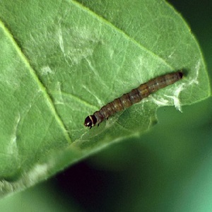 Description and treatment of honeysuckle diseases and pest control