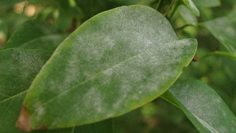 Description and treatment of honeysuckle diseases and pest control