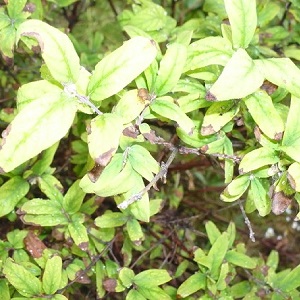 Description and treatment of honeysuckle diseases and pest control