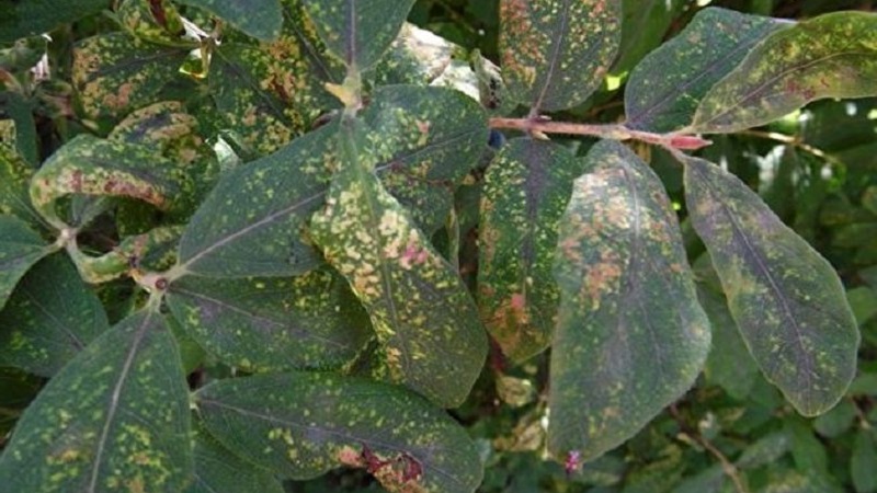 Description and treatment of honeysuckle diseases and pest control