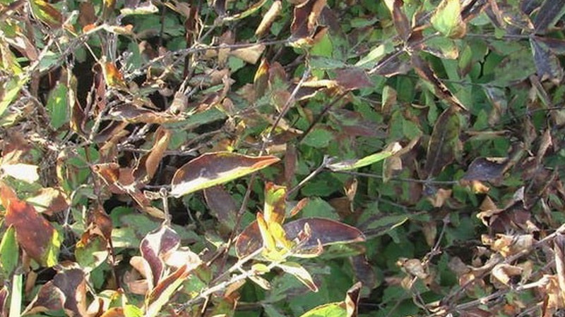 Description and treatment of honeysuckle diseases and pest control