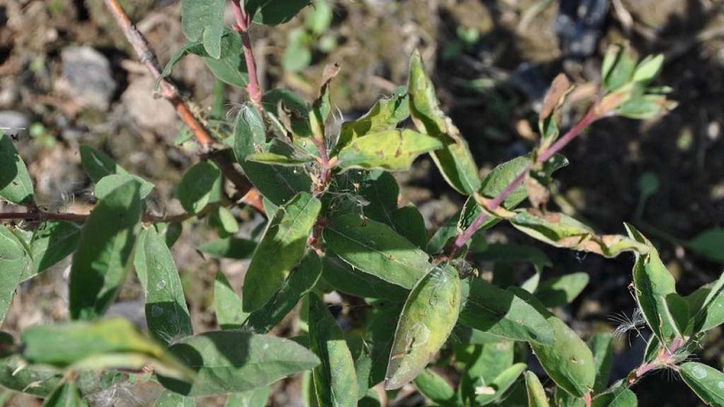 Description and treatment of honeysuckle diseases and pest control