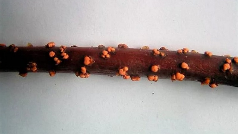 Description and treatment of honeysuckle diseases and pest control