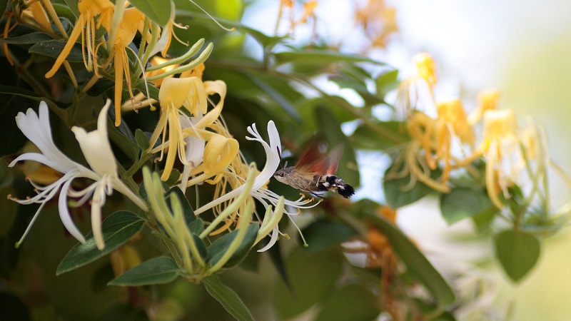 Features and rules for growing Japanese honeysuckle (varieties Aureoreticulata, Haliana, Purpurea, Variegated)
