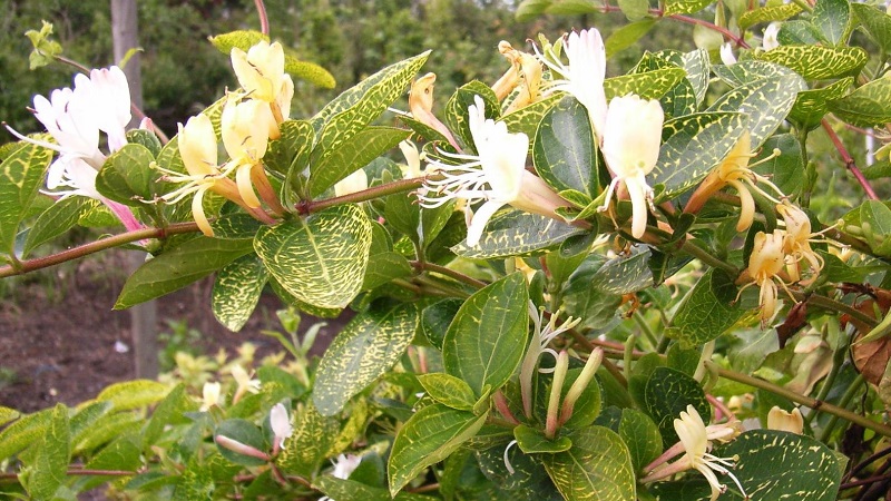 Features and rules for growing Japanese honeysuckle (varieties Aureoreticulata, Haliana, Purpurea, Variegated)