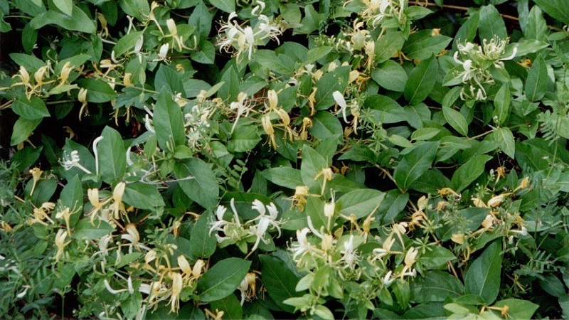 Features and rules for growing Japanese honeysuckle (varieties Aureoreticulata, Haliana, Purpurea, Variegated)